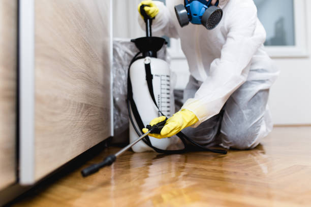 Best Flea Control Services  in Palm Shores, FL
