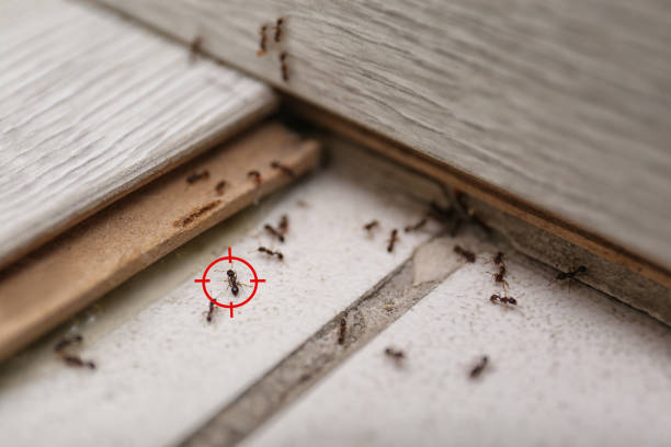 Best Commercial Pest Control Services  in Palm Shores, FL