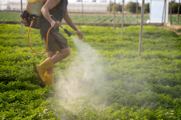 Best Pest Inspection Near Me  in Palm Shores, FL