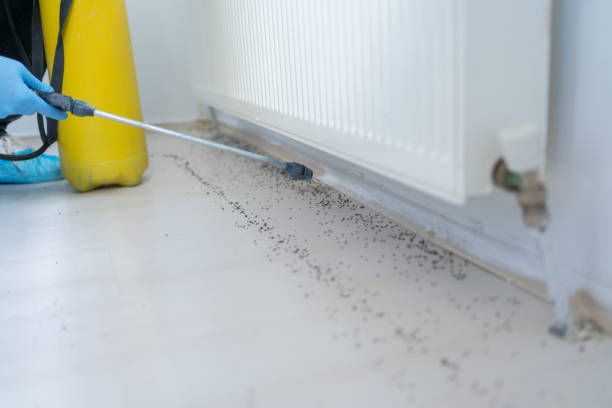 Best Rat Extermination Near Me  in Palm Shores, FL
