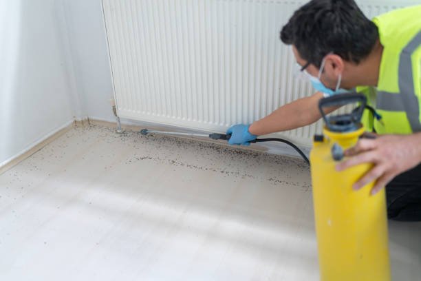 Professional Pest Control in Palm Shores, FL