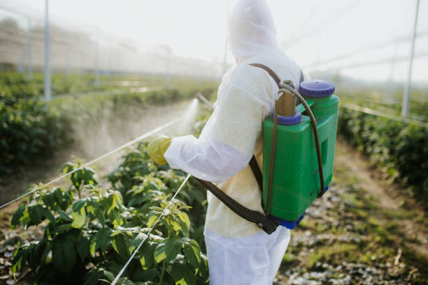 Best Wasp Removal Services  in Palm Shores, FL